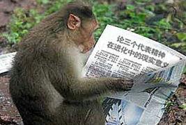 猴子搞笑 照片,搞笑照片里的欢乐瞬间